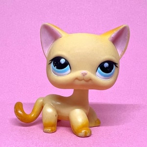 Petshop Chat Pas Cher : Site De Vente De Petshop Chat Europeen Pas Cher