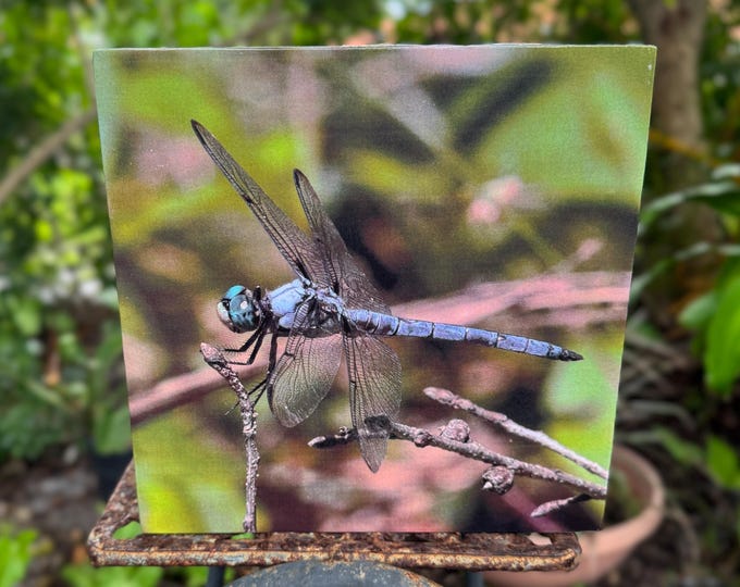 Wall Art Dragonfly Photo Nature in motion
