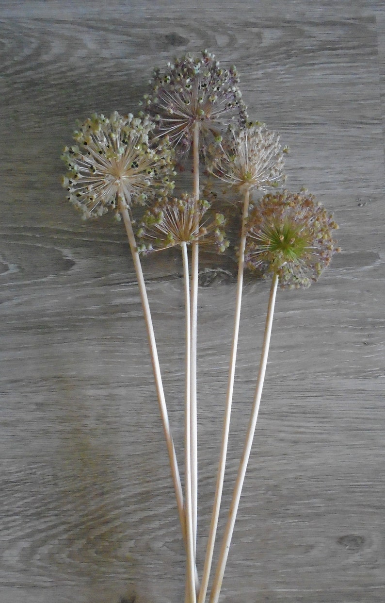 Dried Allium Heads X 5 Etsy UK