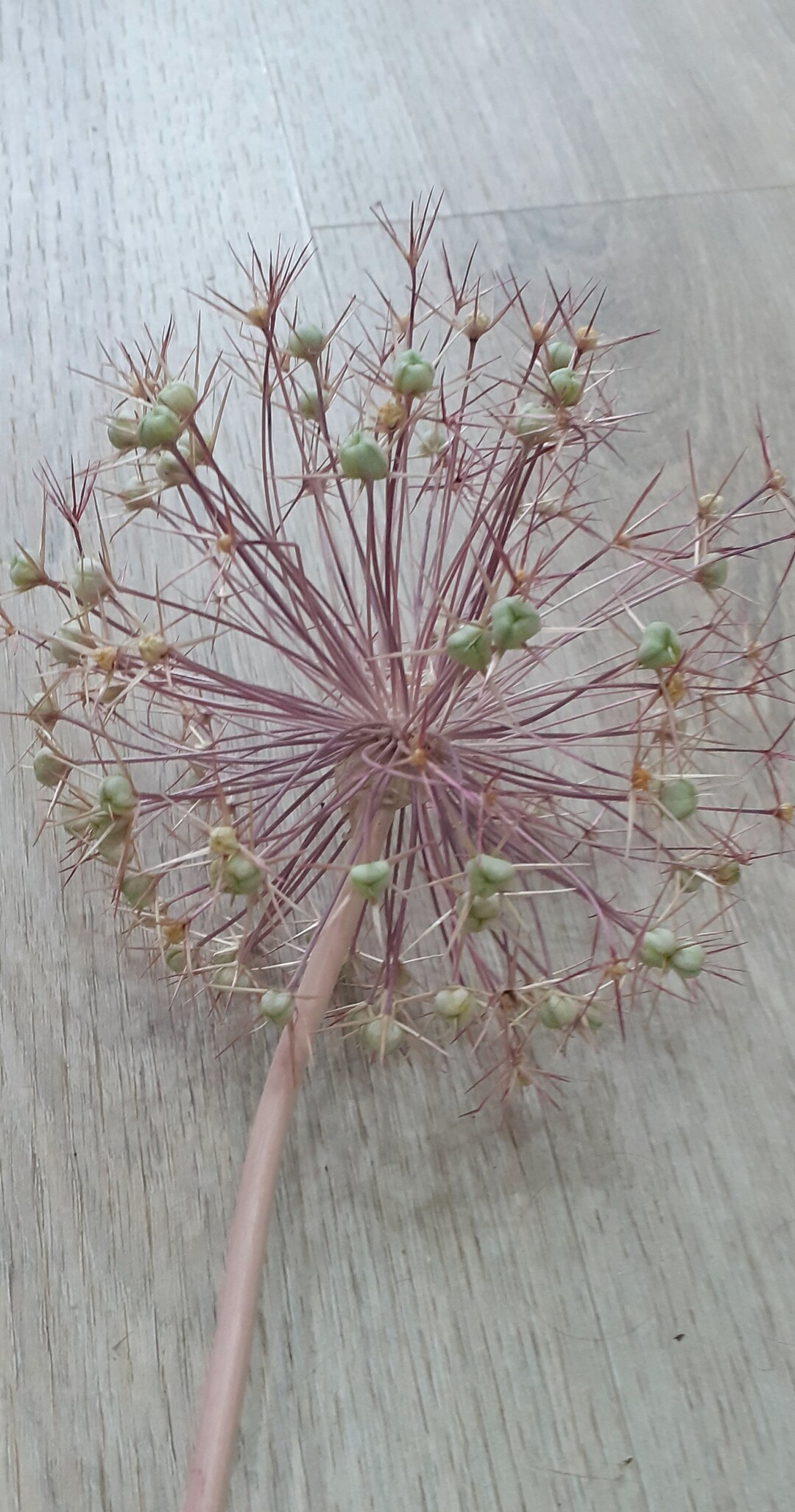 Dried Allium Head 6 Inches Diameter.. Etsy UK