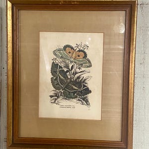 Grabado de mariposas lagartijas: grabado de polillas del siglo XIX, arte de historia natural enmarcado