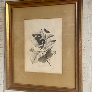 Impresión de mariposas lagartijas: Ilustración de historia natural enmarcada del siglo XIX