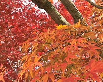 11x14 matted original 8x10 photograph by ME! Fall day, Charlotte, NC