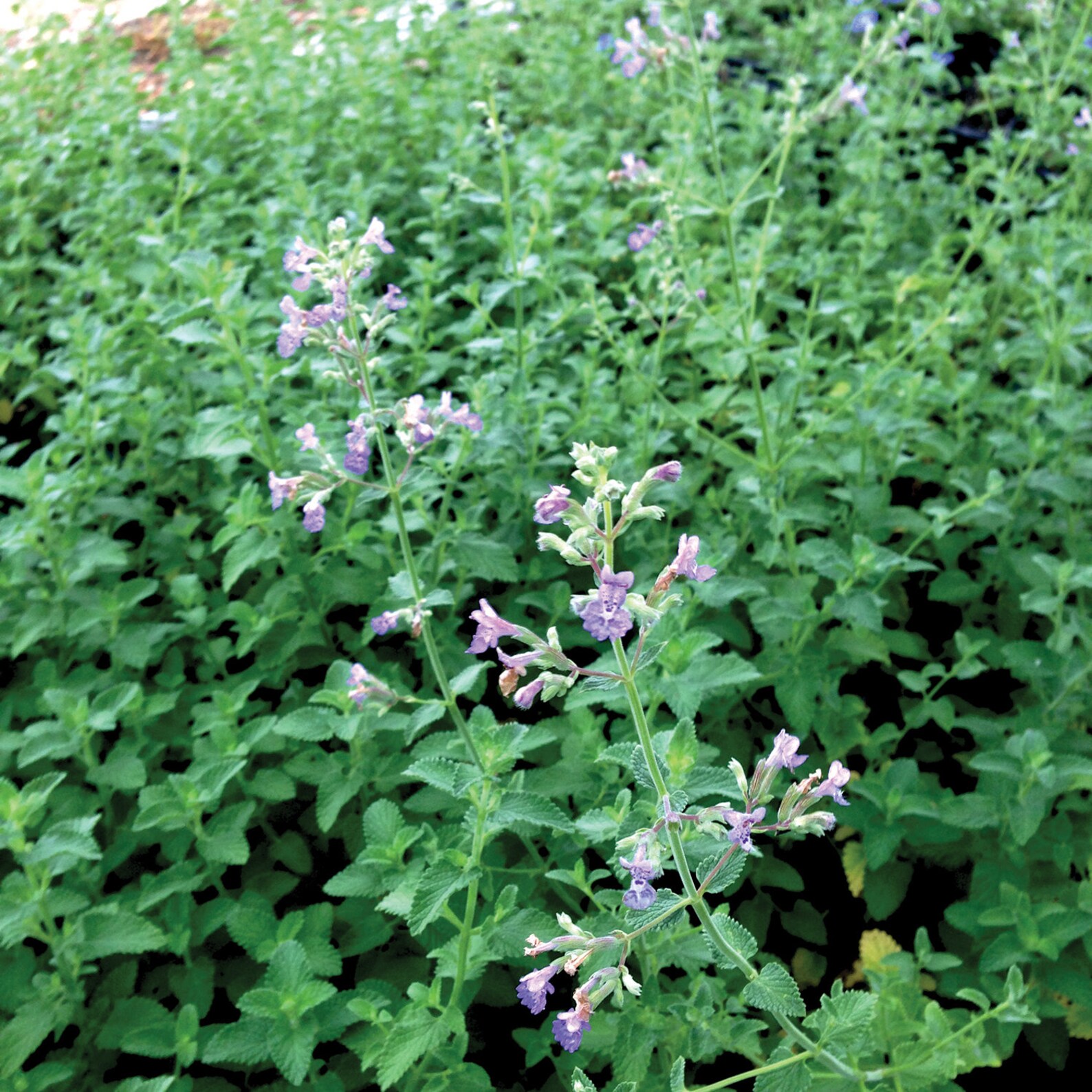 cat mint treats cat mint treats