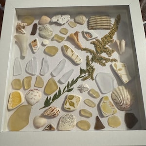 May include: A framed collection of beachcombed treasures. The display includes sea glass, seashells, and fragments of pottery in shades of white, tan, and yellow. A sprig of dried greenery adds a natural element to the arrangement.
