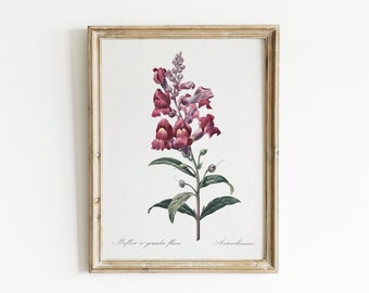 Vintage Neutral Botanical Print. Snapdragon Wildflower Print. Farmhouse Wall Decor. Vintage Flower Painting. Printable Antique Wall Decor.