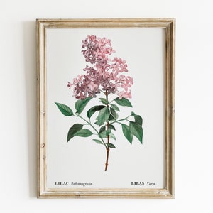 Vintage Neutral Botanical Print. Lilac Wildflower Print. Farmhouse Wall Decor. Vintage Flower Painting. Printable Art. Antique Decor #138