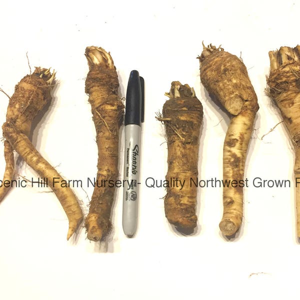 Horseradish Crowns / Roots / Plants - Easy To Grow - Hot, Vigorous, & Productive - Free Shipping!