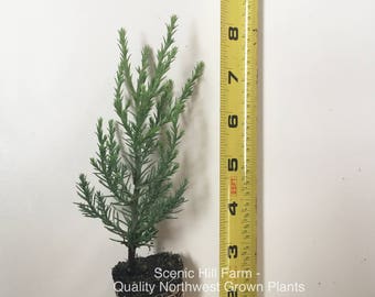 May include: A small, green conifer seedling in a brown pot with roots showing. The seedling is about 6 inches tall and is next to a yellow measuring tape that reads "25FT 4 5 6 7 8 9". The text "Scenic Hill Farm - Quality Northwest Grown Plants" is printed below the pot.