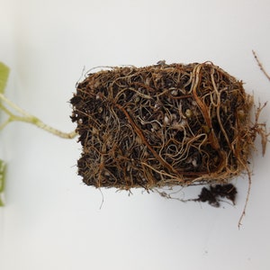 May include: Close-up of a plant's root system, showing a dense network of brown roots in a soil block. The plant has green leaves.