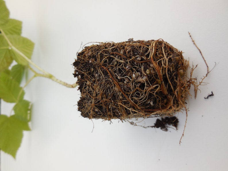 May include: Close-up of a plant's root system, showing a dense network of brown roots in a soil block. The plant has green leaves.