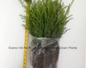 50 Coast Redwood Trees - Landscape Tree / Screen / Bonsai - Sequoia Sempervirens - 8" - 14" Tall Potted Seedlings - Includes Free Shipping!