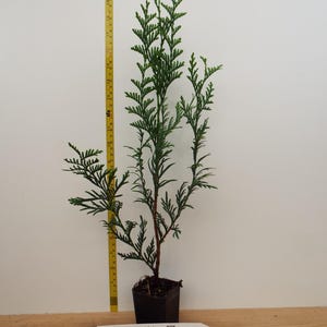 May include: A small green Western Red Cedar tree in a black pot. The tree is about 30 inches tall and has a tag that says "Virescens Western Red Cedar" and a website address.