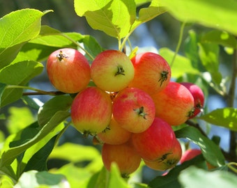 Dolgo Crabapple -24-34 inch potted trees -Malus x 'Dolgo'- Pollinizer, Flowering, Fruit, Wildlife