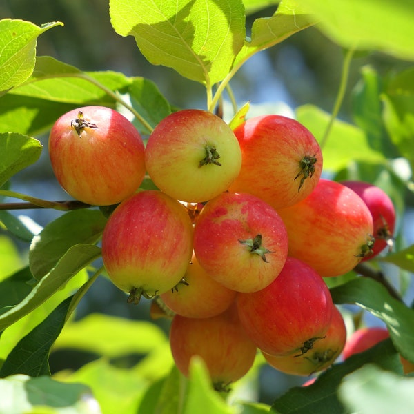 Dolgo Crabapple -24-32 inch potted trees -Malus x 'Dolgo'- Pollinizer, Flowering, Fruit, Wildlife