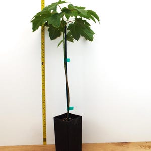 May include: A small, green Bowhall Red Maple tree in a black pot. The tree is about 30 inches tall and is being measured with a yellow tape measure. The tree is labeled with a white tag that says "Bowhall Red Maple Acer rubrum" and a website address.