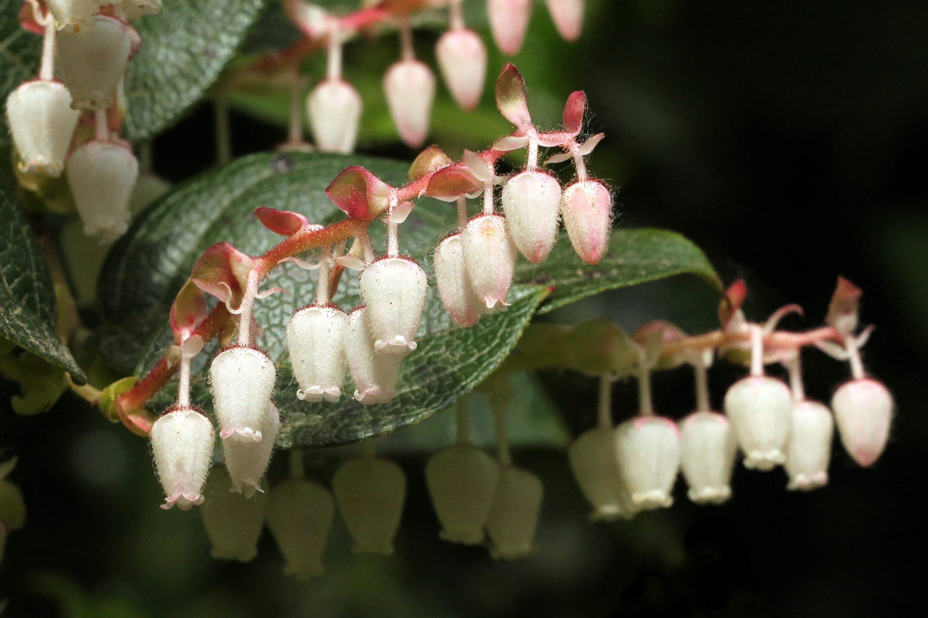 Shallon Spring Salal - Gaultheria Shallon -live Potted Plant- Ground Cover, Erosion ...