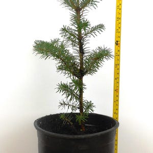 Fraser Fir, Abies fraseri - One Gallon Container