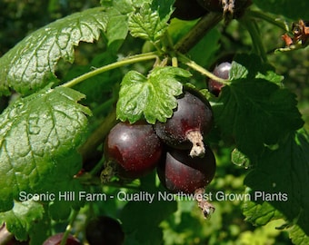 Jostine - Thornless! Black Currant and Gooseberry Cross