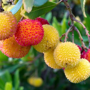 May include: Close-up of a cluster of colorful Arbutus unedo berries. The berries range in color from yellow to orange and red, with a textured, bumpy surface. Green leaves and branches provide a natural backdrop.
