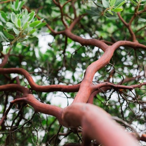 May include: A close-up view of a tree branch with red bark and green leaves. The branch is thick and gnarled, and the leaves are small and delicate.