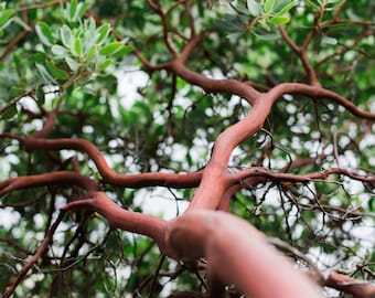 Dr. Hurd Manzanita Tree, 8-12 inch tall 2 year old tree. Landscape Focal Point, Pre-Bonsai, or native garden