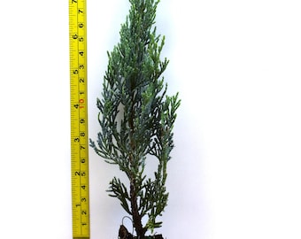 Moonglow Juniper (Juniperus scopulorum 'Moonglow')  Low-Maintenance Silver-Blue Foliage - Free Shipping!