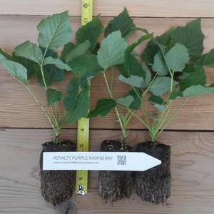 Puede incluir: Tres plantas de frambuesa Royalty Purple con hojas verdes y cepellones expuestos. Una cinta m&eacute;trica amarilla muestra que las plantas miden unos 30,5 cm de altura. Una etiqueta blanca dice ROYALTY PURPLE RASPBERRY e incluye un c&oacute;digo QR.