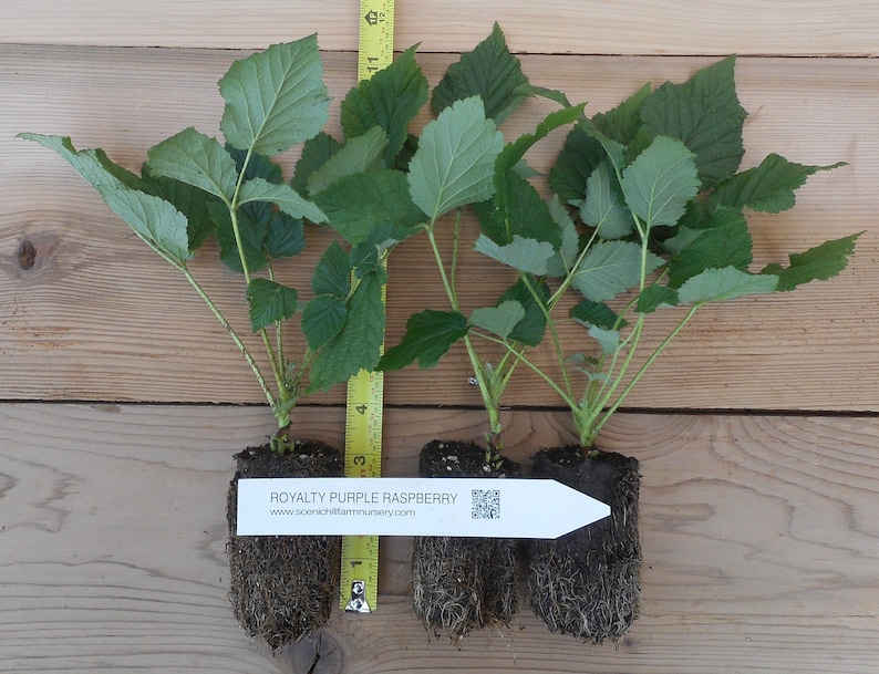 Puede incluir: Tres plantas de frambuesa Royalty Purple con hojas verdes y cepellones expuestos. Una cinta m&eacute;trica amarilla muestra que las plantas miden unos 30,5 cm de altura. Una etiqueta blanca dice ROYALTY PURPLE RASPBERRY e incluye un c&oacute;digo QR.