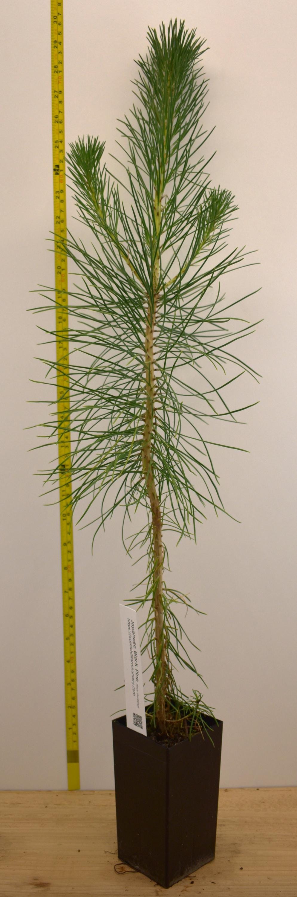 Japanese Black Pine - 24