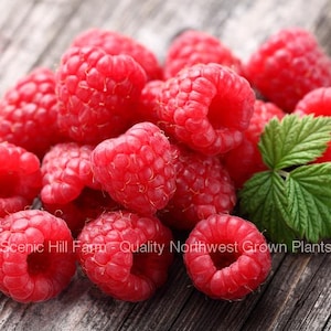 May include: A close-up of a group of ripe red raspberries. The raspberries are arranged in a cluster on a wooden surface. The raspberries are a vibrant red color and have a glossy finish.