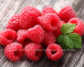 Caroline Ever Bearing Raspberry Potted Plants - Large and Sweet Berries