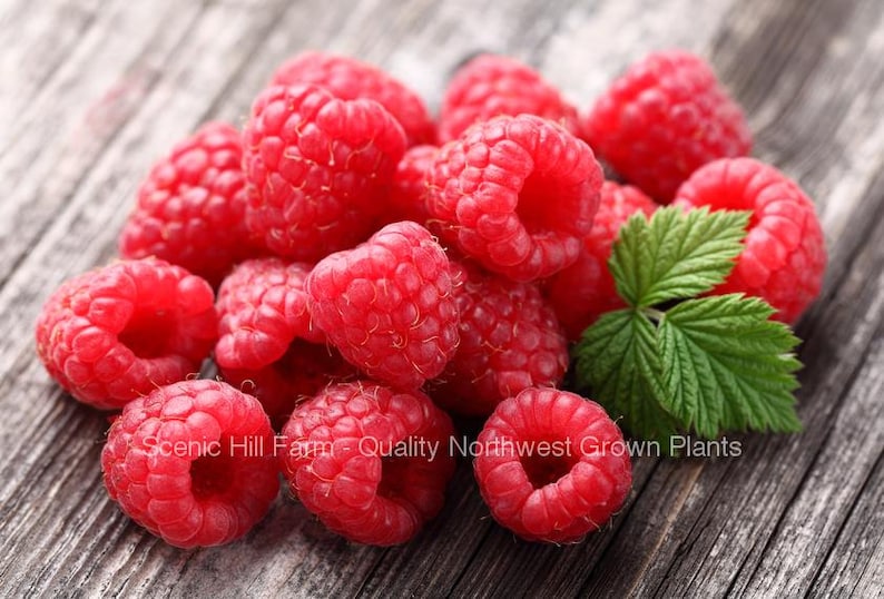 May include: A close-up of a group of ripe red raspberries. The raspberries are arranged in a cluster on a wooden surface. The raspberries are a vibrant red color and have a glossy finish.