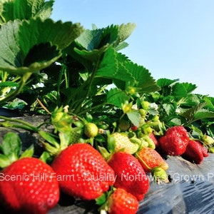 SHUKSAN Strawberry Plants A new large sweet June bearing strawberry image 1