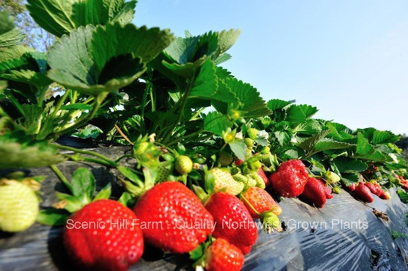 SHUKSAN Strawberry Plants A new large sweet June bearing strawberry image 1