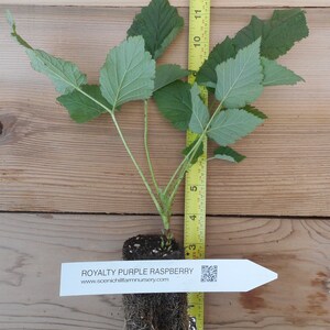 Puede incluir: Una planta de frambuesa Royalty Purple con hojas verdes y un cepell&oacute;n, colocada junto a una cinta m&eacute;trica amarilla que muestra una altura de unos 30 cm. Una etiqueta blanca con texto y un c&oacute;digo QR est&aacute; fijada en la base.