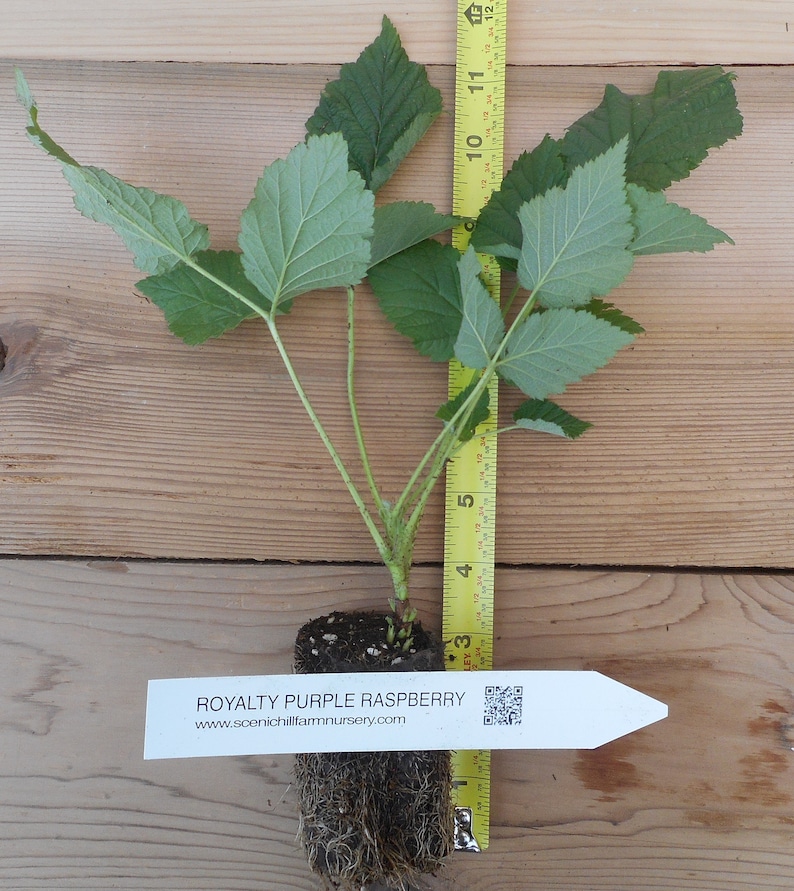 Puede incluir: Una planta de frambuesa Royalty Purple con hojas verdes y un cepell&oacute;n, colocada junto a una cinta m&eacute;trica amarilla que muestra una altura de unos 30 cm. Una etiqueta blanca con texto y un c&oacute;digo QR est&aacute; fijada en la base.