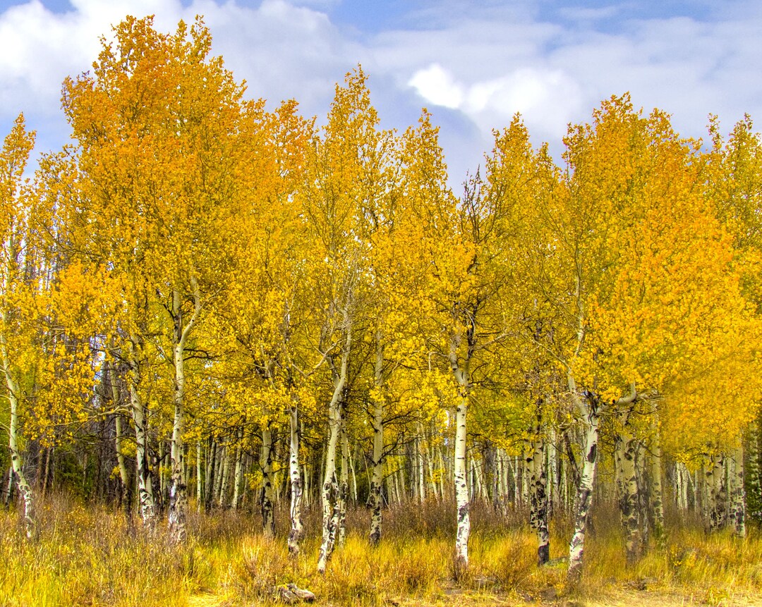 Quaking Aspen Trees Live Potted Seedlings 10 18 Inches Tall populus Tremuloides Etsy
