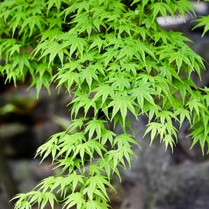 May include: A close-up of a green Japanese maple tree with delicate, five-pointed leaves. The leaves are arranged in a cascading pattern, creating a lush and vibrant display.
