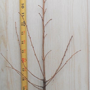 Japanese Larch (Larix kaempferi) - Bonsai or Landscape- 18- 30 inches tall, dormant bare root plant.  3 year old trees.