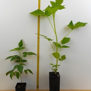 May include: Two raspberry plants in black pots, one is a starter plant and the other is a 1-2 year old plant. The plants are on a wooden surface with a white wall in the background. A yellow measuring tape is visible on the wall.