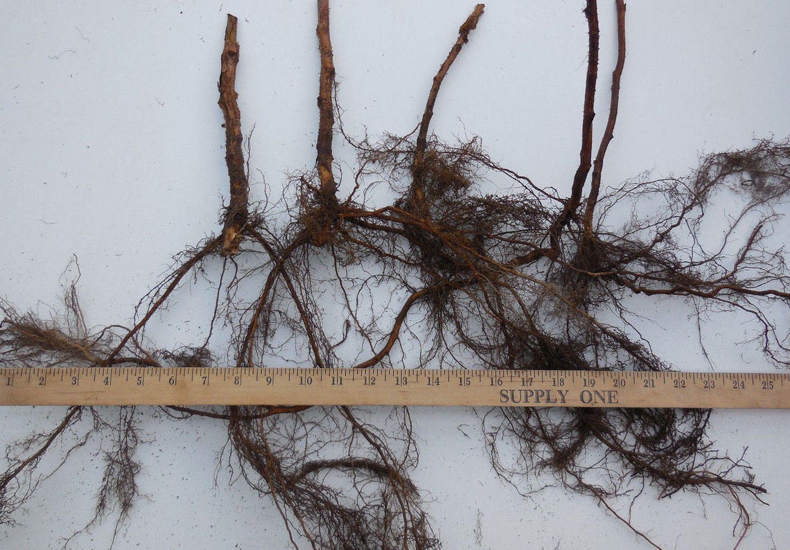 Heritage Everbearing Raspberry Plants - 2 Year Bare Root - Large, Sweet ...