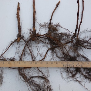 May include: Close-up of several bare-root plants with exposed roots. The plants have brown stems and a network of fine, brown roots. A wooden ruler with the text "SUPPLY ONE" is placed across the roots for scale.