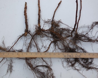 Heritage Everbearing Raspberry Plants - 2 Year Bare Root - Large, Sweet & Firm