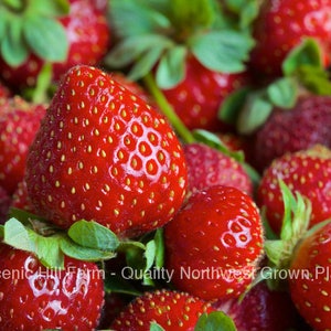May include: Close-up of a group of ripe red strawberries with green leaves. The strawberries are arranged in a cluster, with some overlapping. The strawberries are a vibrant red color and have a glossy sheen. The leaves are a bright green color and have a slightly fuzzy texture.