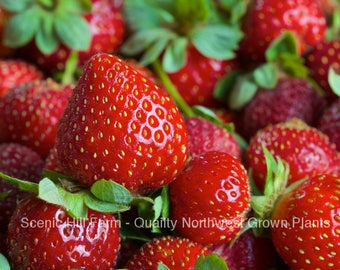 Eversweet Ever Bearing Bare Root Strawberry Plants - Large, Sweet & Juicy Berries - Shipped Priority mail for faster shipping in hot weather