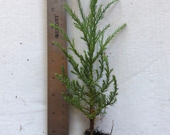 May include: A small green conifer tree with a brown root ball. The tree is about 14 inches tall and is measured against a ruler. The text "Scenic Hill Farm - Quality Northwest Grown Plants" is visible below the tree.