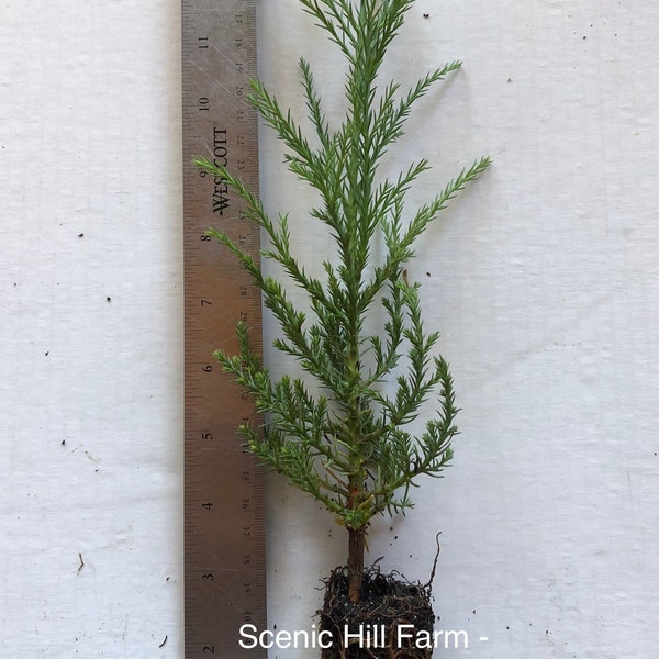 50 Giant Sequoia Trees - California Redwood - Potted - 8"-12" Tall Seedlings - Price Includes Free Shipping!
