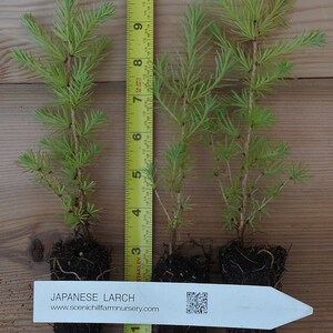 3 Japanese Larch Larix kaempferi Bonsai or Landscape 5 10 Inches Tall Includes Free Shipping image 2