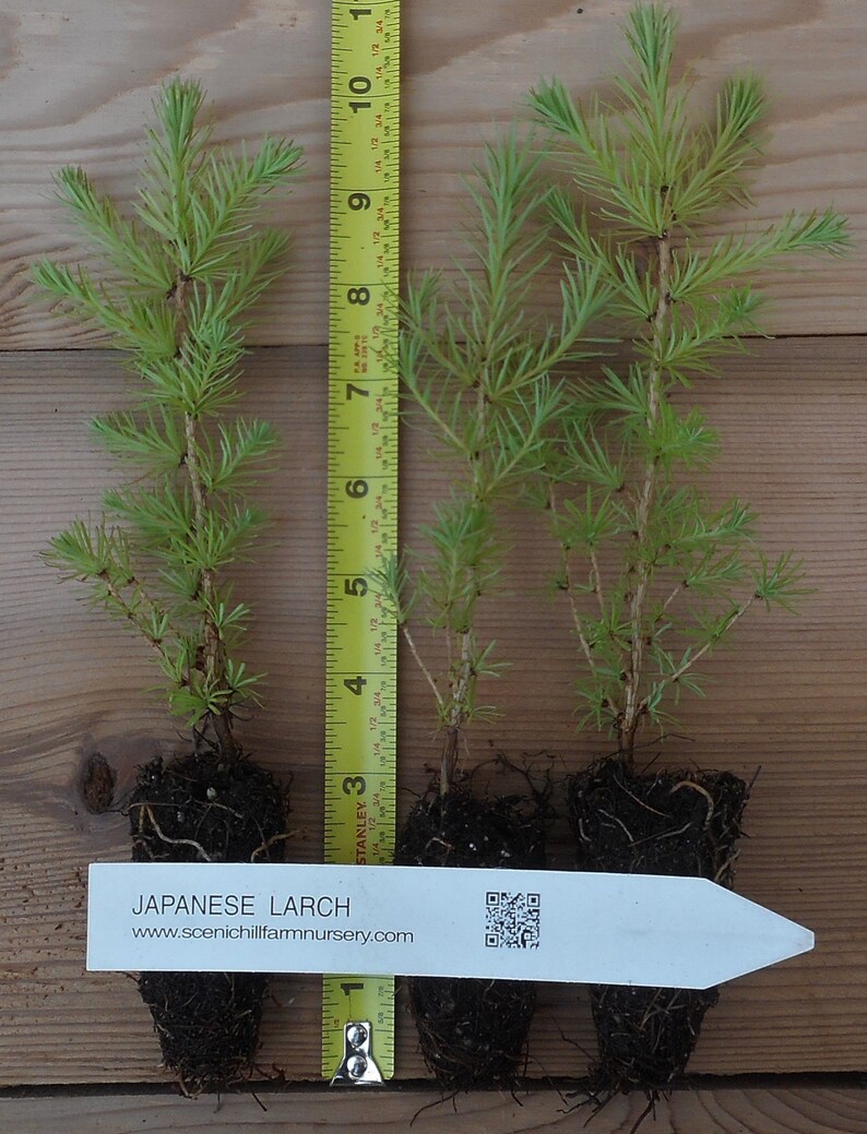 3 Japanese Larch Larix kaempferi Bonsai or Landscape 5 10 Inches Tall Includes Free Shipping image 2